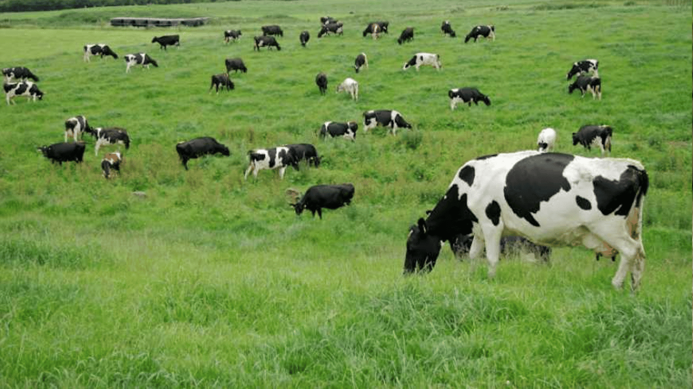 В Одеській області збільшилося виробництво м'яса та худоби