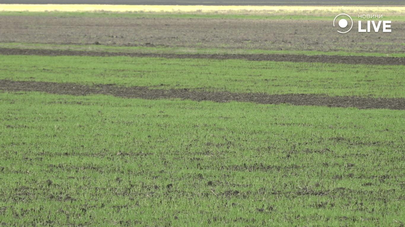 Сходи озимої пшениці