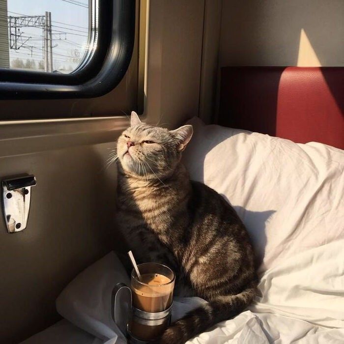 Подорож з тваринами Укрзалізницею — що варто знати господарям - фото 1