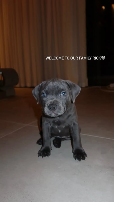 Илья и Ангелина Забарные