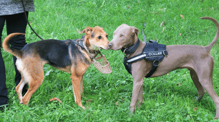 Чи можна йти до магазину з твариною — що мають знати українці - 285x160