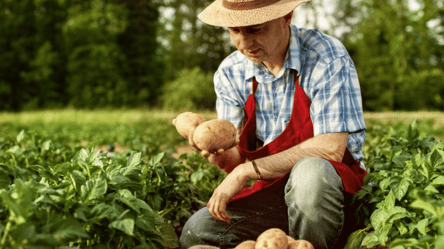 Який сорт картоплі вважається найкращим для пюре — що посадити на городі - 285x160