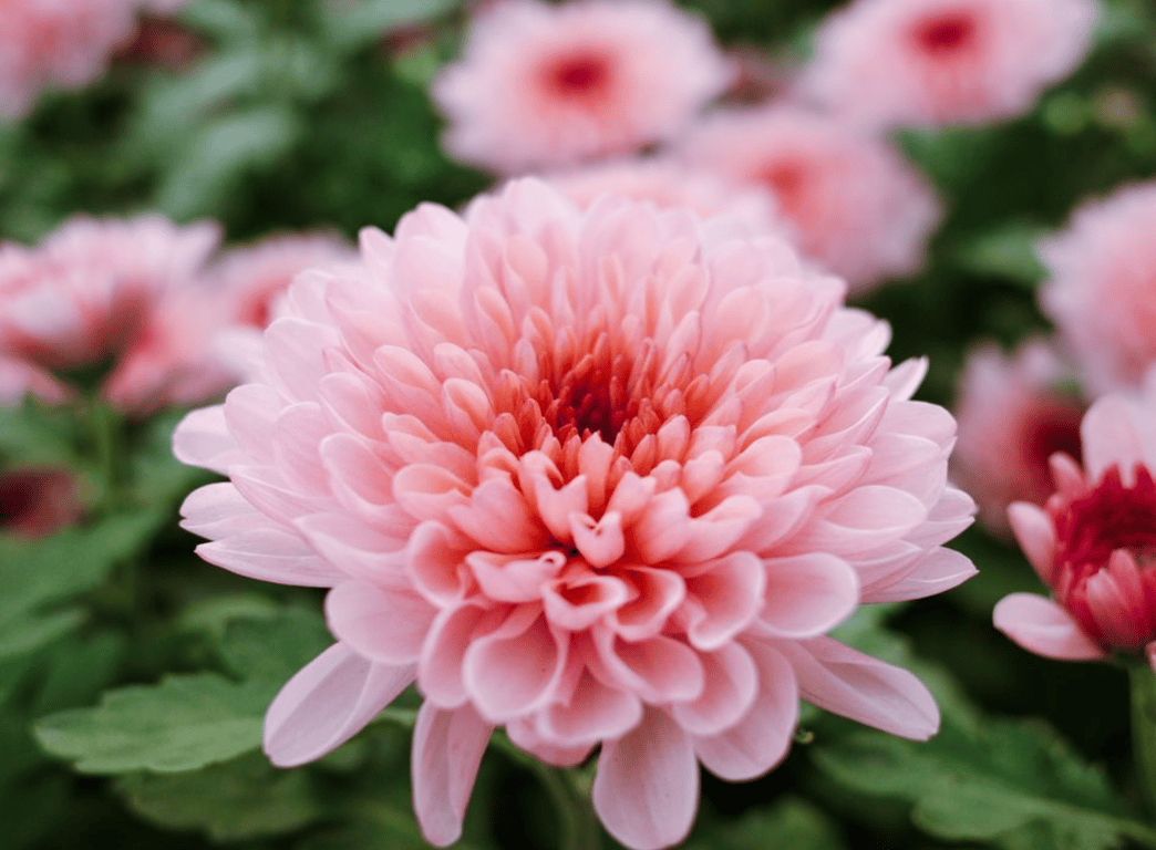 Хризантемы