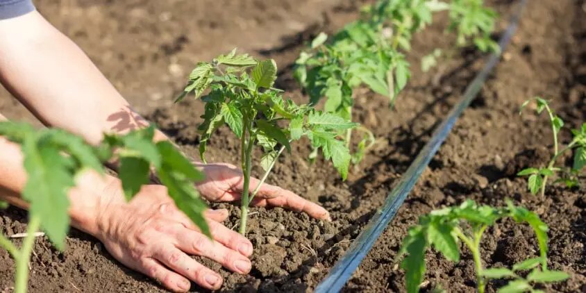 Человек, высаживающий томаты на участке