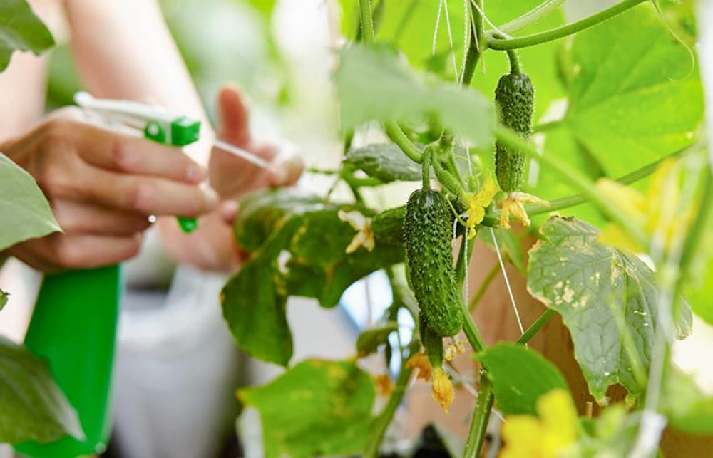 Чому на огірках з'являються пустоцвіти