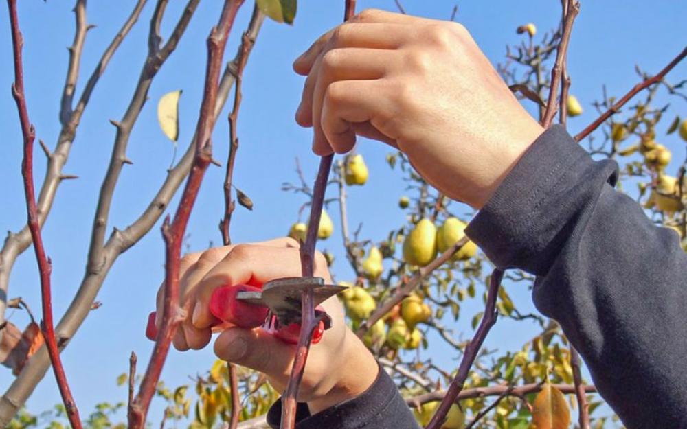 Процесс обрезки веток на груше