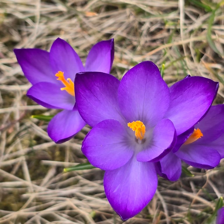 крокуси у Харкові