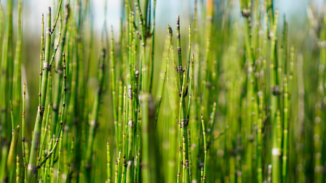 Вчені знайшли рослину, яка перетворює воду на позаземну речовину
