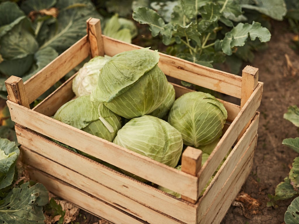 Как хранить капусту зимой - практические и действенные советы