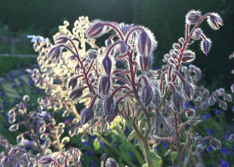 Волшебный бурачник лекарственный