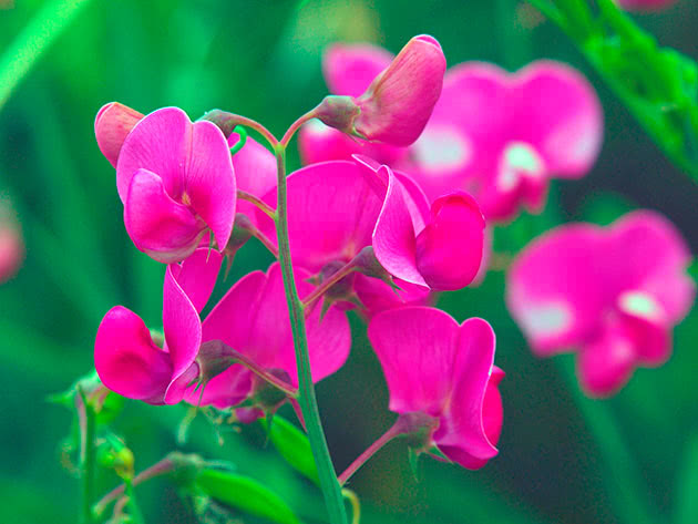 Красивый ароматный горошек в саду.