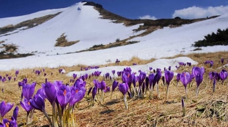Який вигляд має дім у Карпатах, який продають лише за 15 000 доларів (фото) - 290x166