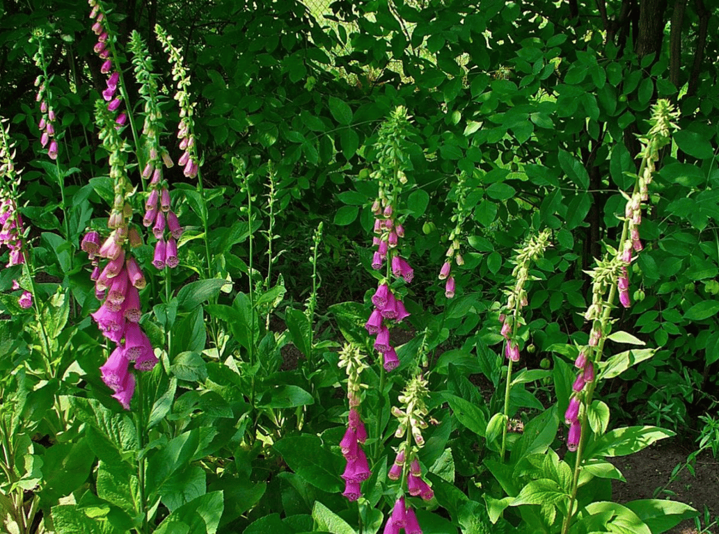 Наперстянка пурпурная