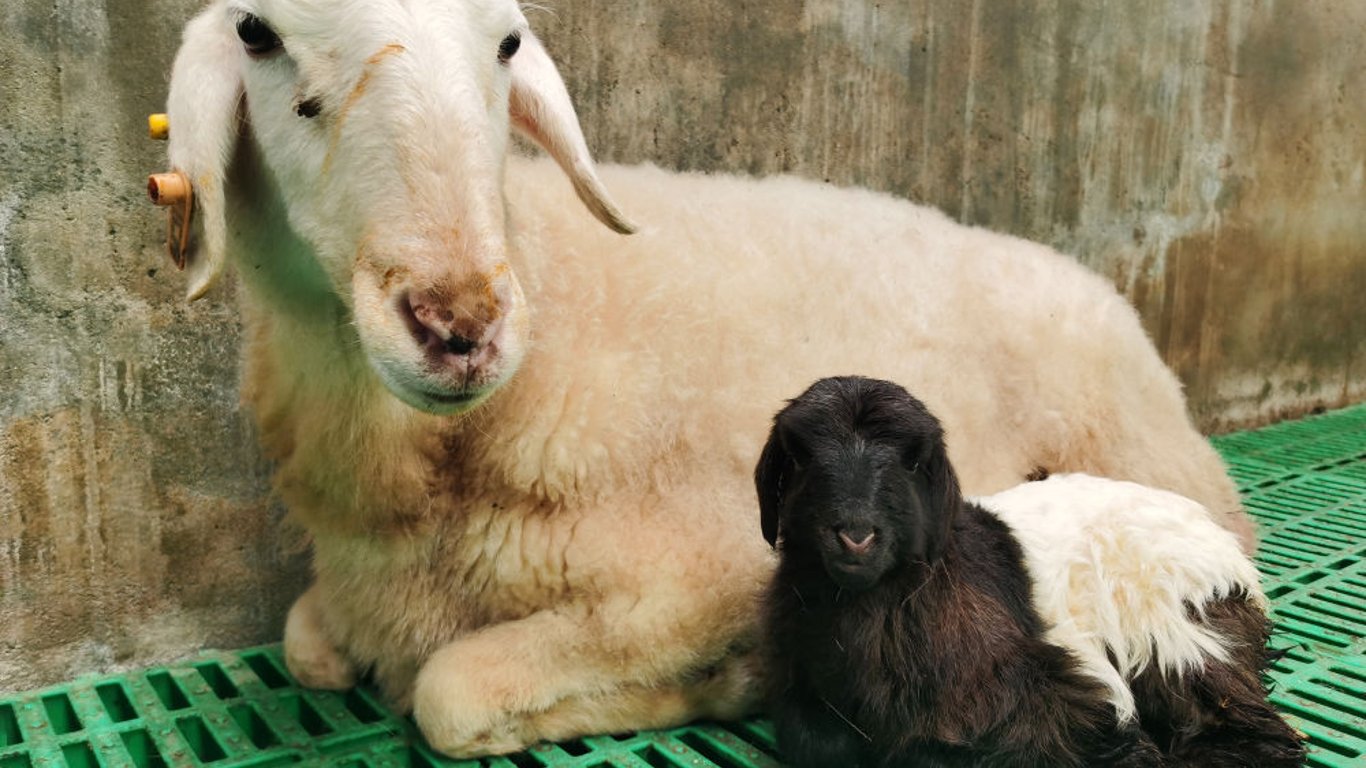 В Китае успешно клонировали тибетских коз.