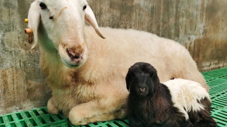 В Китае успешно клонировали тибетских коз (фото) - 290x166
