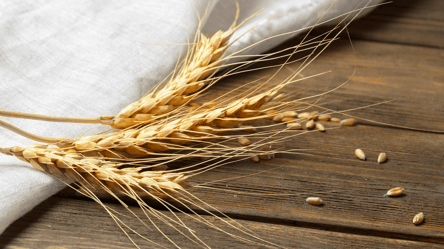 Продати чи притримати — якими будуть ціни на пшеницю у 2026 році - 285x160