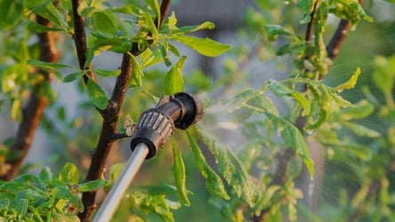 Очистка деревьев от мха и лишайников — советы садоводам - 285x160