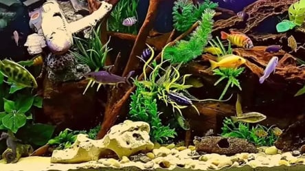Лише унікуми помітять морського коника в акваріумі з водоростями та рибками - 285x160