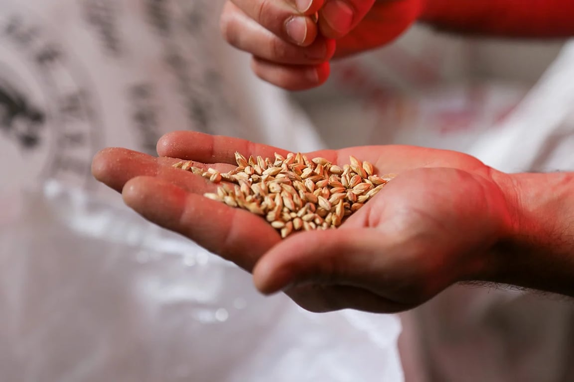 Коли в Україні ходять посівати