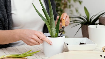 Сбор листьев алоэ — ключевые правила, которые все игнорируют - 290x160