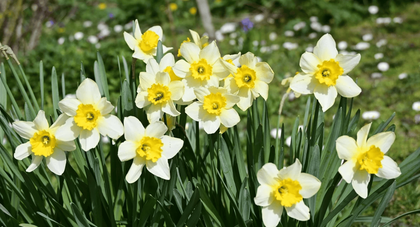 Нарциссы