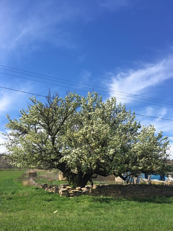Найстаріша груша України зацвіла на Одещині — фото - фото 1