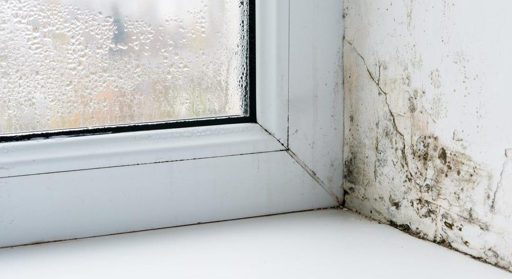 Почему появляется плесень у окон