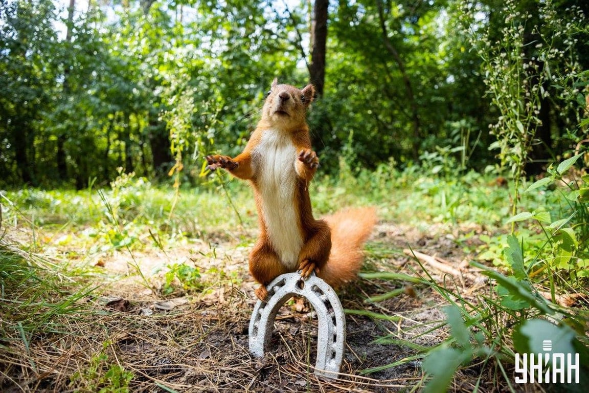 Оптическая головоломка на внимательность