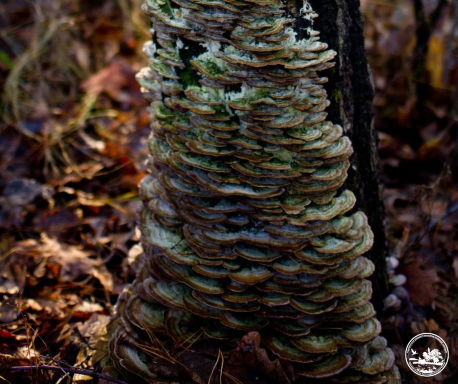Чорнобиль ліс