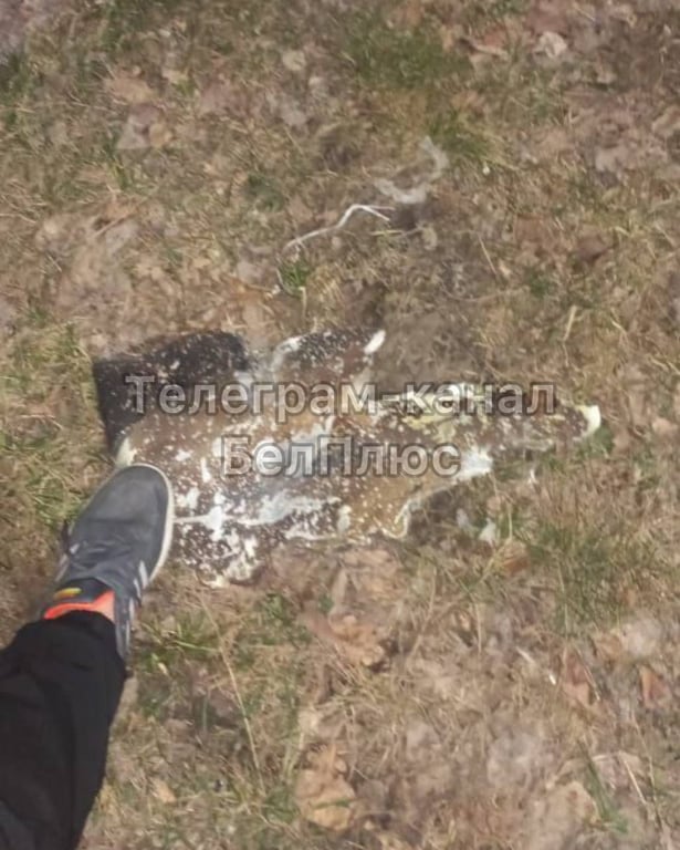 Уламок снаряда в Бєлгородській області