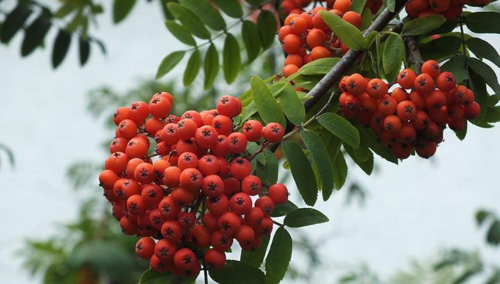 Ветвь рябинового дерева