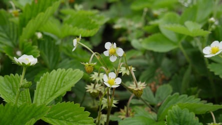 Секрет хранения земляники зимой — как не потерять рассаду - 285x160