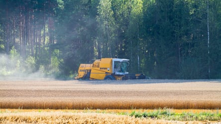 В Украине резко выросла стоимость подсолнечника — сколько стоит зерно в мае - 285x160