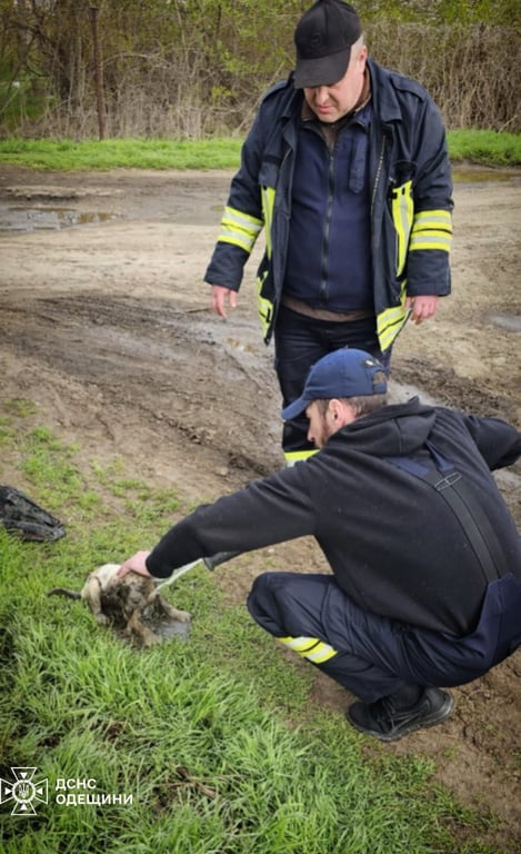 Порятунок собаки