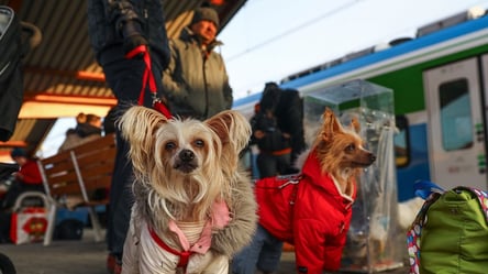 Польша изменила правила ввоза домашних животных из Украины: что известно - 285x160