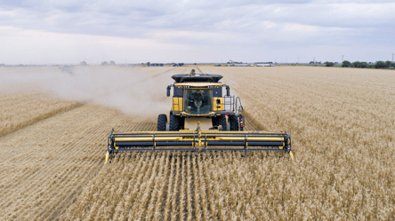 Ціни на зерно в Україні — скільки коштує пшениця у лютому - 285x160