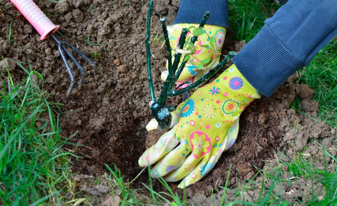 Коли садити троянди восени в Україні