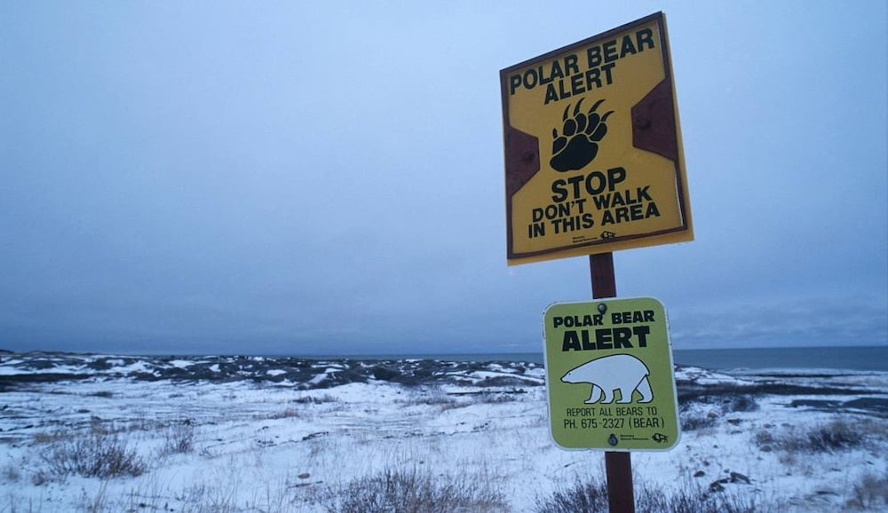 Попередження про білих ведмедів.