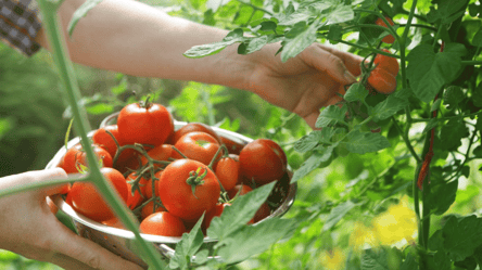 Перше плодоношення — чим підживити помідори на цьому етапі розвитку - 285x160