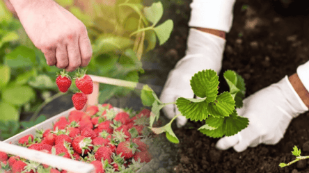 Как сажать клубнику осенью для хорошего урожая — три секрета - 285x160