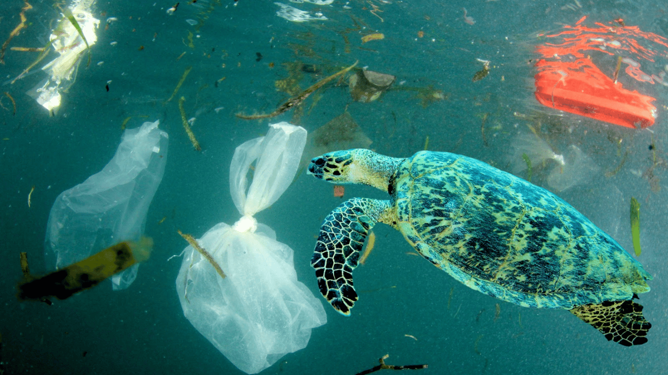 В Мировом океане может накопиться до 50 млн тонн пластика