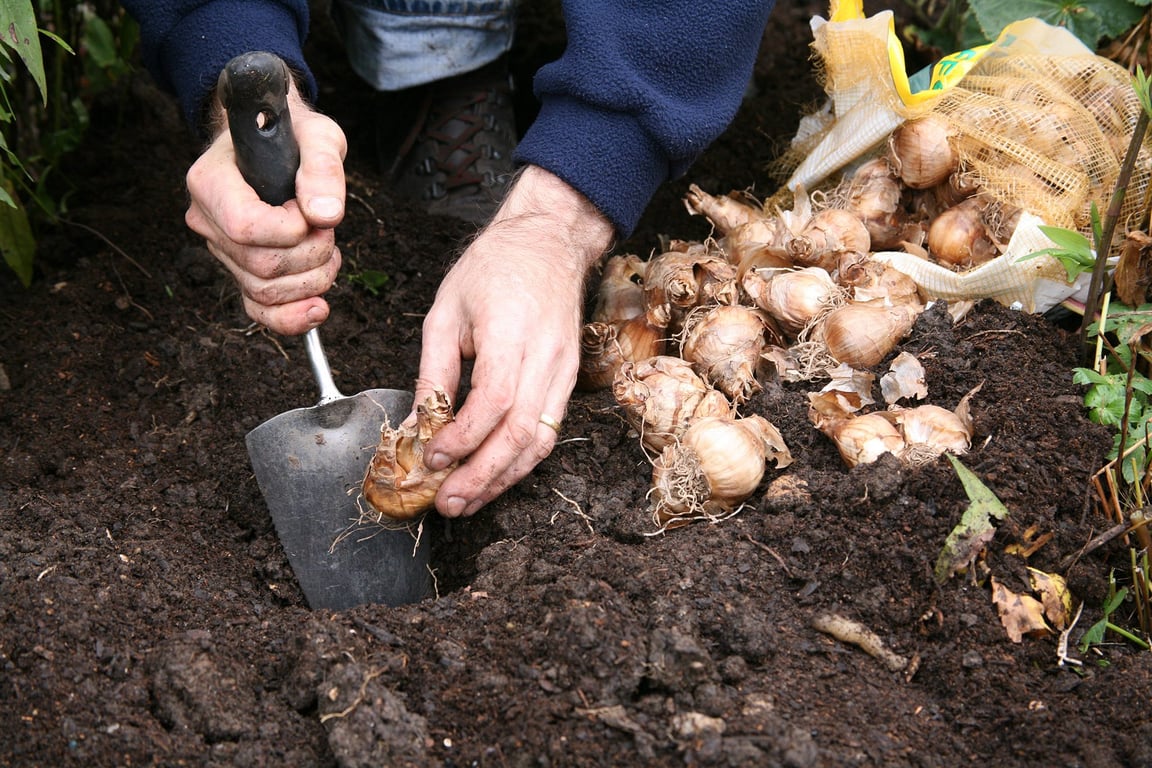 Які особливості осінньої посадки тюльпанів та нарцисів