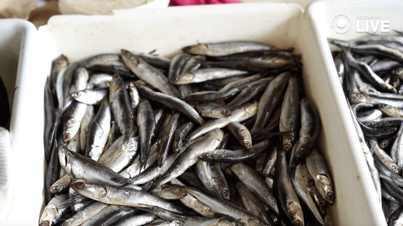 Дунайка, хамса і скумбрія — які зараз ціни на рибу в Одесі - фото 1