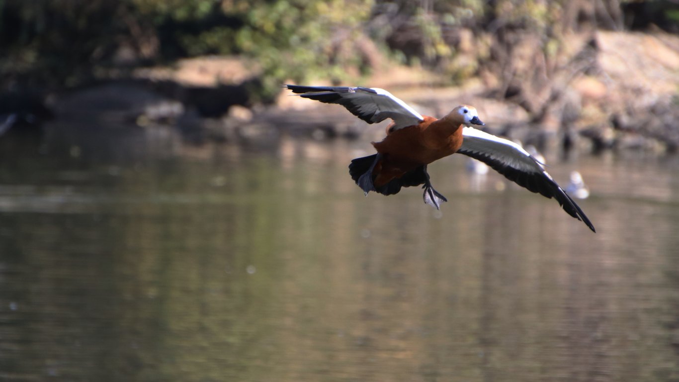 «Вогняний птах» летить над водою.