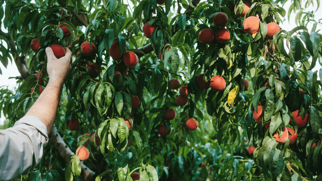 Як правильно обробляти персики в саду, щоб плоди не гнили — найкращі поради