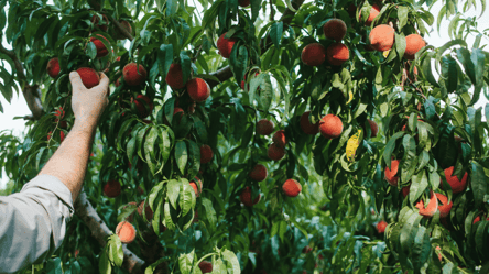 Плоды после этого будут самыми сладкими — как обработать персики в саду после цветения - 290x166