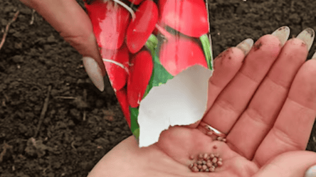 Яке насіння дає сильну розсаду — поради перед покупкою - 285x160