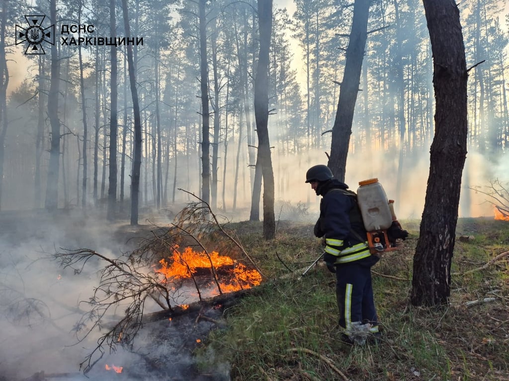 Из-за российских обстрелов горят леса — в ГСЧС показали огненные кадры - фото 1