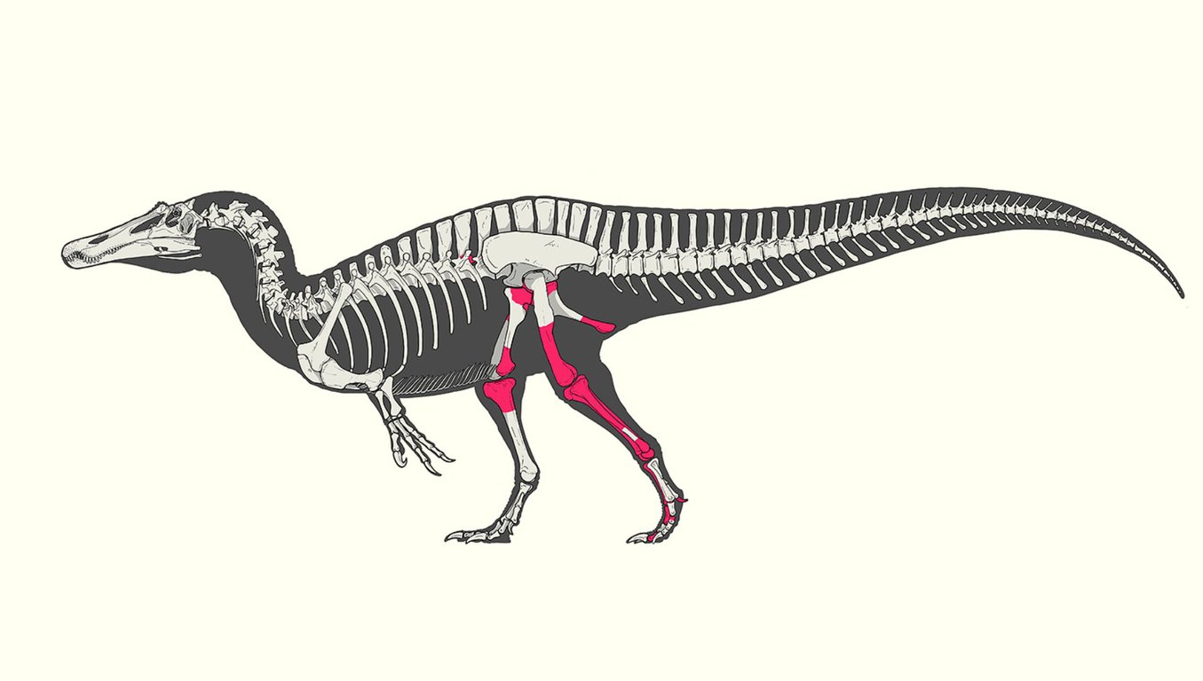 Выявлен новый вид смертоносных динозавров - на кого они охотились