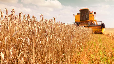 Ціни на зерно в Україні. Скільки коштує пшениця у листопаді - 285x160